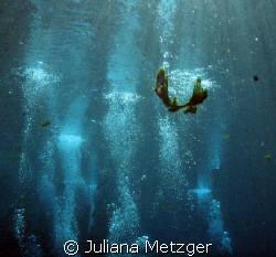 All the bubbles of other divers getting certified  by Juliana Metzger 